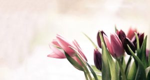 tulips closeup in sunlight, funeral flower arrangements