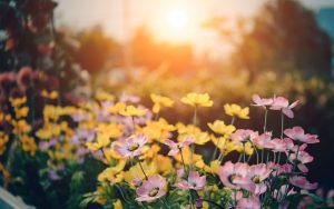 Flowers in a garden with sunlight